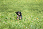 English Cocker Spaniel Hndin