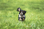 English Cocker Spaniel Hndin