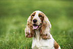 English Cocker Spaniel Hndin