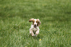 English Cocker Spaniel Hndin