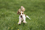 English Cocker Spaniel Hndin