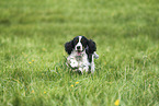 English Cocker Spaniel Hndin