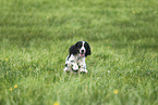 English Cocker Spaniel Hndin