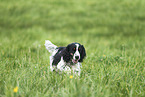 English Cocker Spaniel Hndin