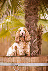 English Cocker Spaniel