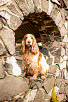 English Cocker Spaniel