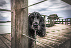 English Cocker Spaniel Rde