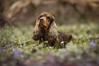 English Cocker Hndin