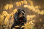 English Cocker Hndin