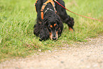 English Cocker Spaniel