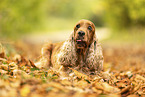 English Cocker Spaniel