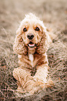 English Cocker Spaniel