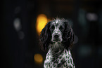 English Cocker Spaniel