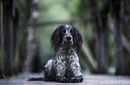 English Cocker Spaniel