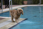 English Cocker Spaniel