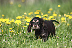 English Cocker Spaniel Welpe