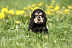English Cocker Spaniel Welpe
