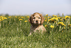 English Cocker Spaniel Welpe