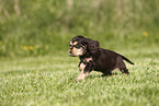 English Cocker Spaniel Welpe