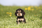 English Cocker Spaniel Welpe
