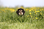 English Cocker Spaniel Welpe