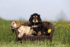 English Cocker Spaniel Welpe