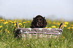 English Cocker Spaniel Welpe
