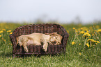 English Cocker Spaniel Welpe