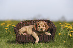English Cocker Spaniel Welpe