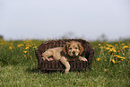 English Cocker Spaniel Welpe