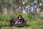 English Cocker Spaniel Welpe