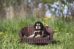 English Cocker Spaniel Welpe