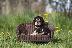 English Cocker Spaniel Welpe