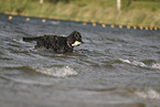 English Cocker Spaniel