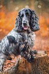 English Cocker Spaniel Rde