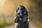 English Cocker Spaniel Rde