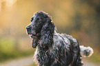 English Cocker Spaniel Rde