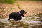 English Cocker Spaniel