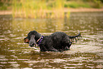English Cocker Spaniel