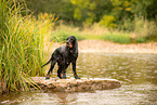 English Cocker Spaniel