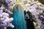 English Cocker Spaniel