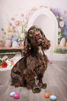 English Cocker Spaniel