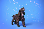 English Cocker Spaniel