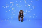 English Cocker Spaniel