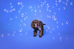 English Cocker Spaniel