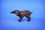 English Cocker Spaniel
