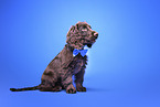 English Cocker Spaniel