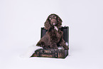 English Cocker Spaniel