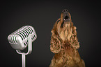English Cocker Spaniel