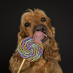 English Cocker Spaniel